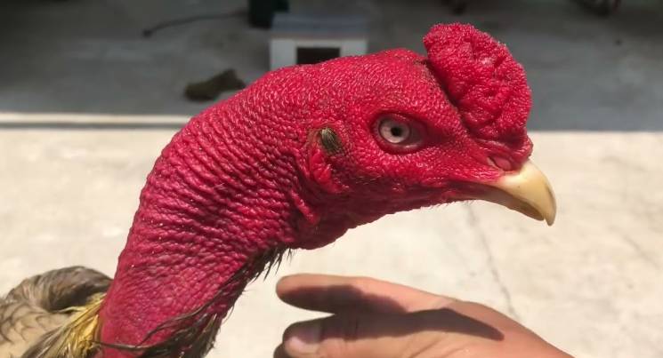 Dịch vụ hỗ trợ khách hàng của Vivu88 có đáp ứng được nhu cầu không? - Vivu88