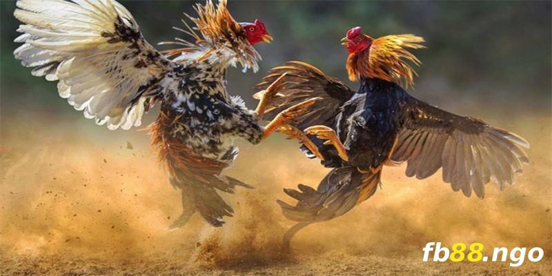 Các buổi biểu diễn trực tiếp đạt chuẩn Fun789 mang đến vô số hoạt động quảng bá - Fun789